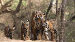 Ranthambore Photo