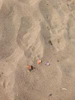 Diglipur Beach Photo 1