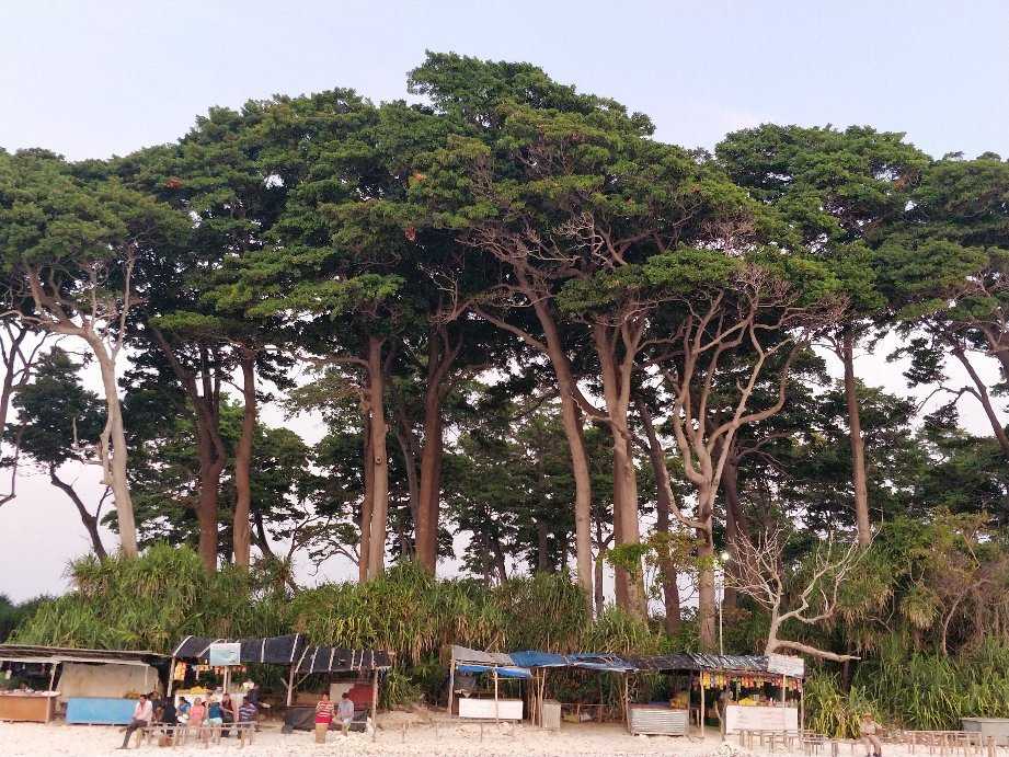 Neil Island Jetty Photo 2