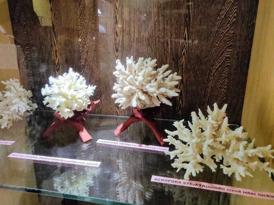 Samudrika Marine Museum Photo 3