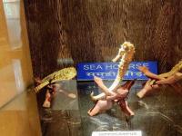 Samudrika Marine Museum Photo 4