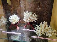 Samudrika Marine Museum Photo 3