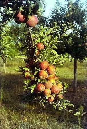Chaubatia Ranikhet Photo 3