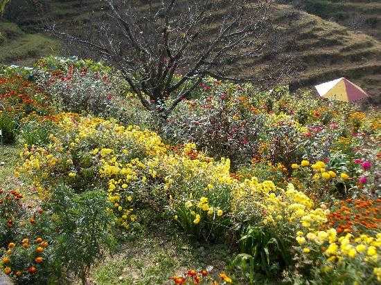 Chaubatia Ranikhet Photo 1
