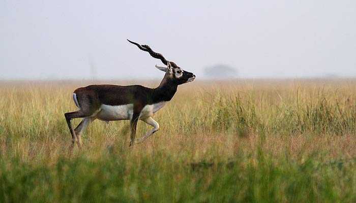 Bassi Wildlife Sanctuary Photo 1