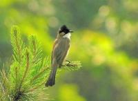 Bassi Wildlife Sanctuary Photo 3