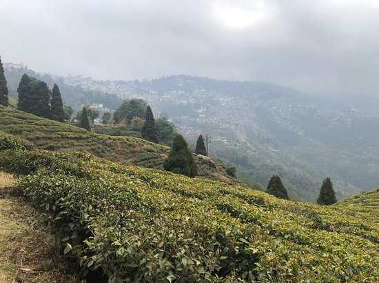 Happy Valley Tea Estate Photo 3