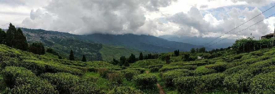 Happy Valley Tea Estate Photo 1