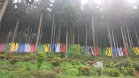 Lamahatta Photo 4
