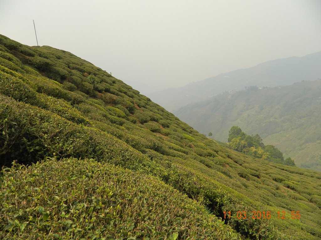 Tea Garden Photo 2