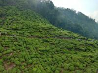 Tea Garden Photo