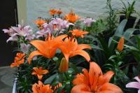 Deorali Orchid Sanctuary Photo 2