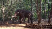 Bondla Wildlife Sanctuary Photo 2