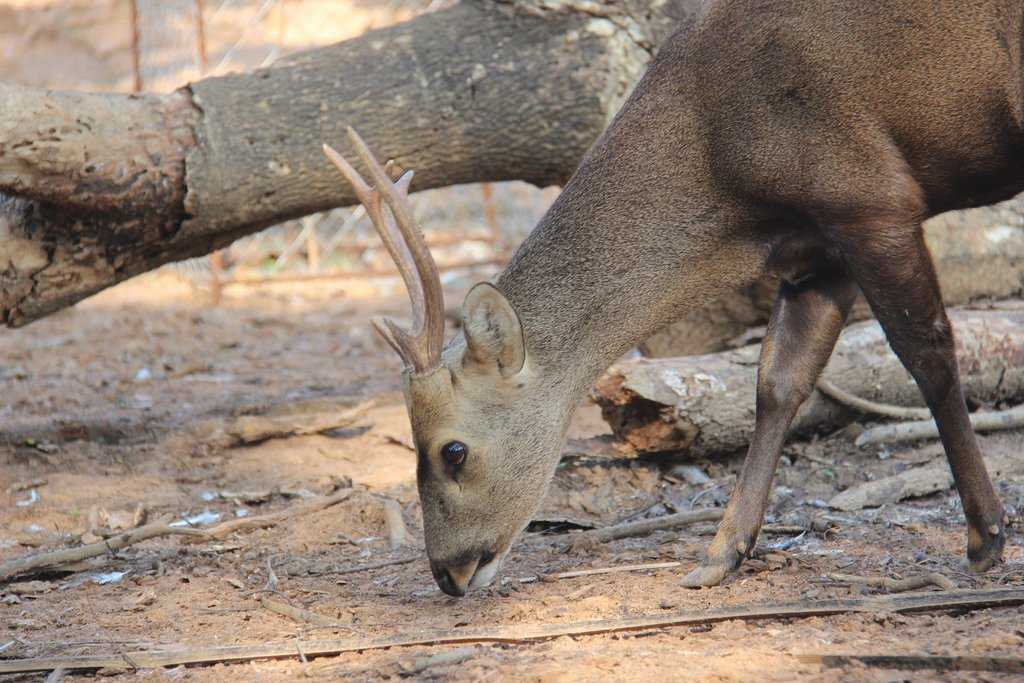 Assam State Zoo Photo 4