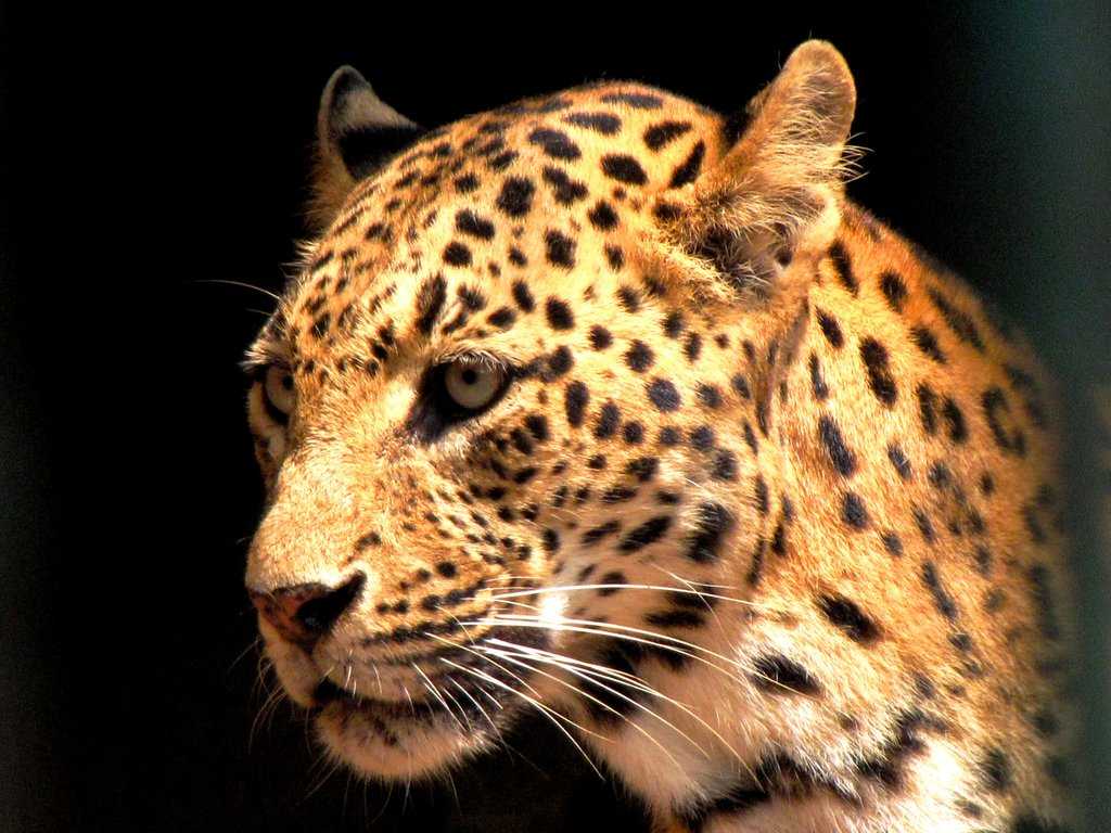 Assam State Zoo Photo 5