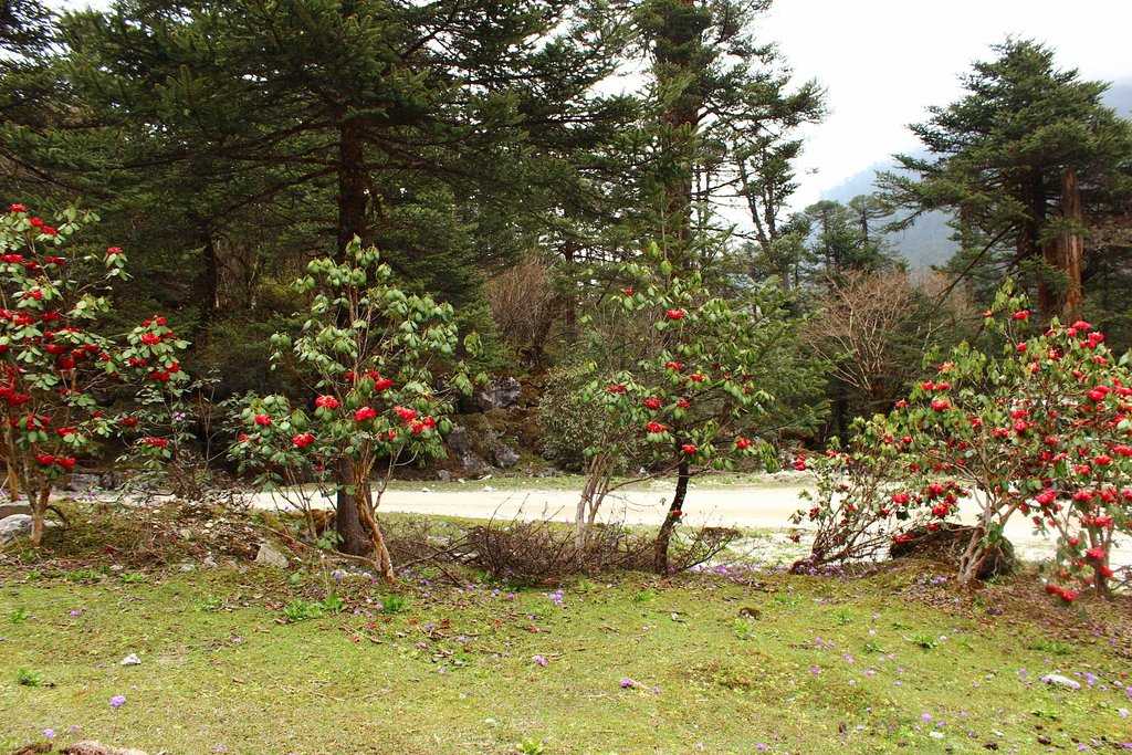 Shingba Rhododendron Sanctuary Photo 3