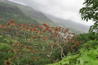 Nagphani Dukes Nose Photo 3