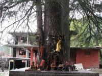 Ghatotkach Tree Temple Photo