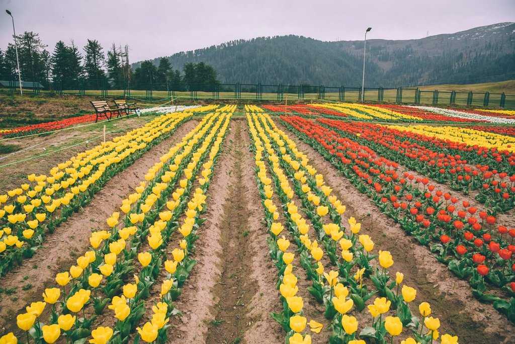 Tulip Garden At Sanasar Photo 3
