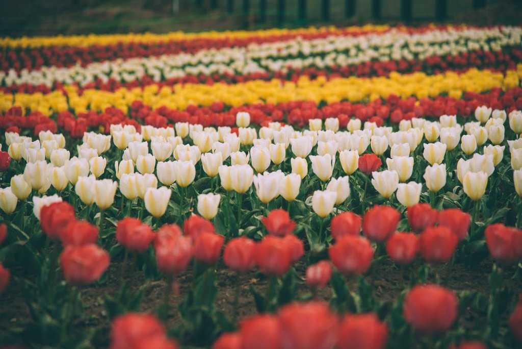 Tulip Garden At Sanasar Photo 1