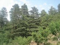 Chaubatia Photo 2