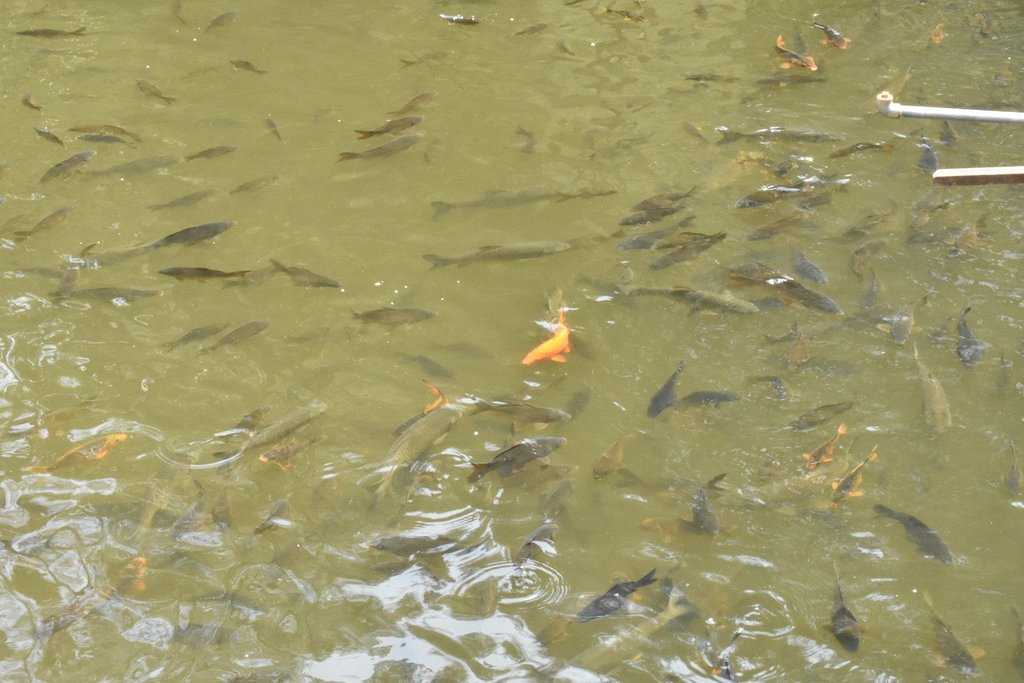 Rani Jheel Photo 3