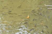 Rani Jheel Photo 3