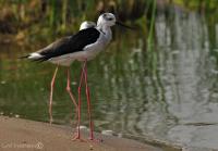 National Chambal Sanctuary Photo